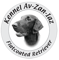 logo transp