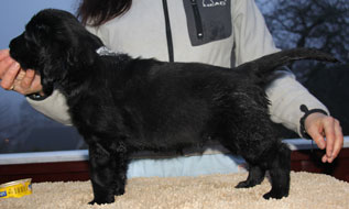 P220117GNMusteStående